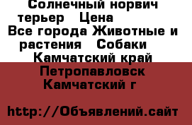 Солнечный норвич терьер › Цена ­ 35 000 - Все города Животные и растения » Собаки   . Камчатский край,Петропавловск-Камчатский г.